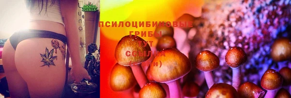 гашик Алексин
